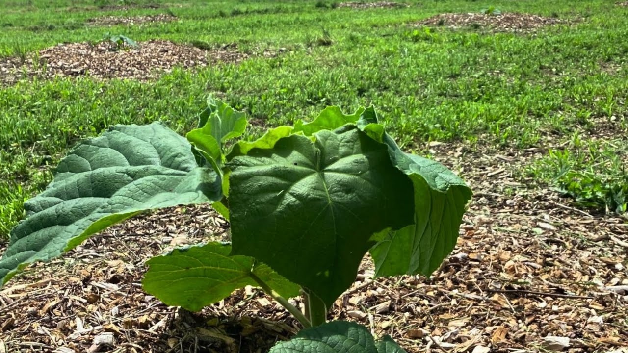 Paulownia Nature - suivi 2 mois après la plantation