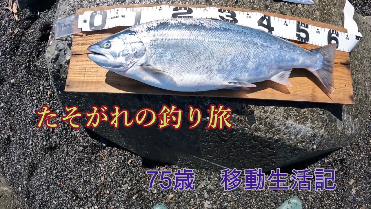 サクラマスを追いかけて・遠別は期待を裏切らない!!