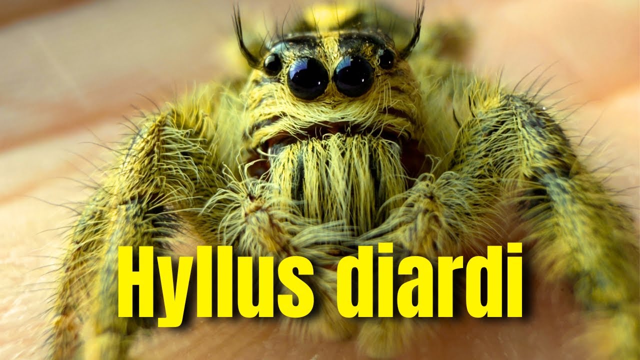 NAJWIĘKSZY SKAKUN NA ŚWIECIE! 😮Hyllus diardi