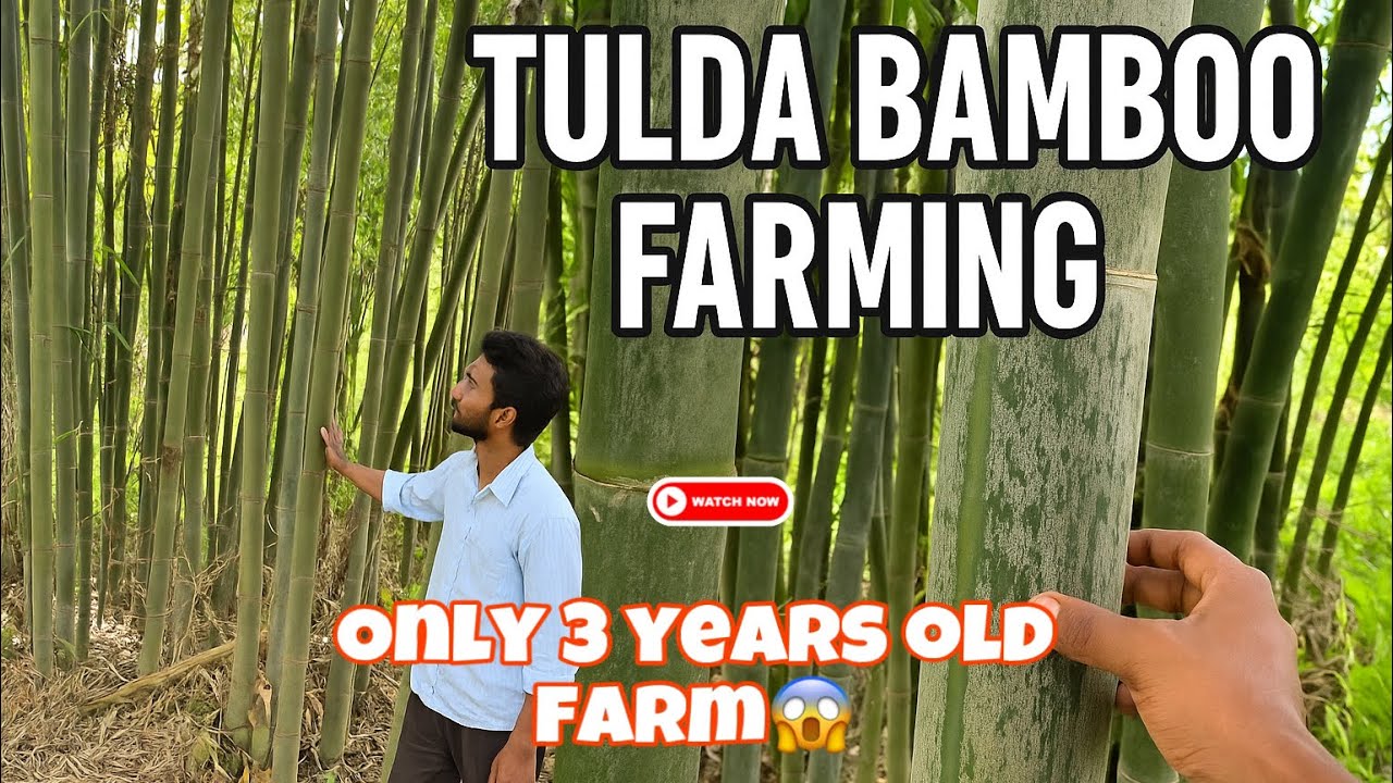Tulda Bamboo Plantation | Contact-: +91 8822497896 | Sumaiya Nursery Assam | All India Supplier | 