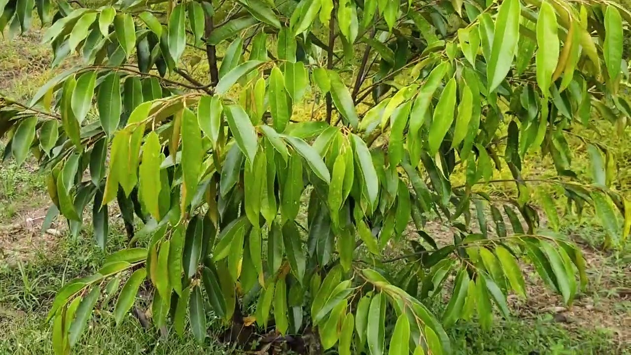 สวนทุเรียนep53