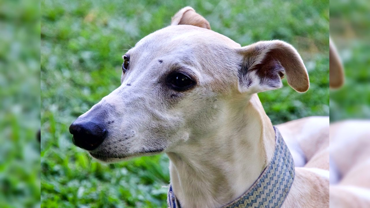 Whippet. Pro e Contro, Prezzo, Come scegliere, Fatti, Cura, Storia