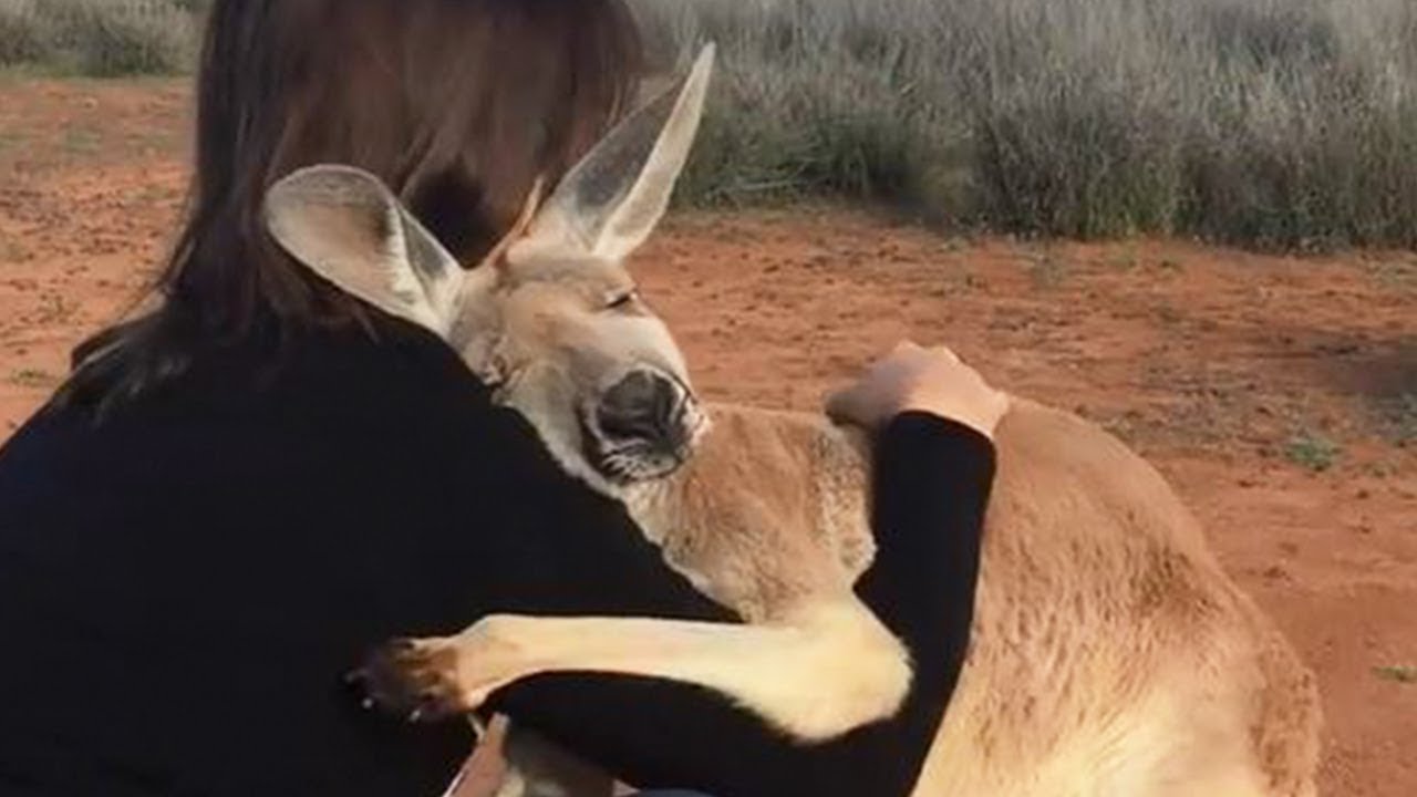 11 Most Heartwarming Animal Rescue Stories