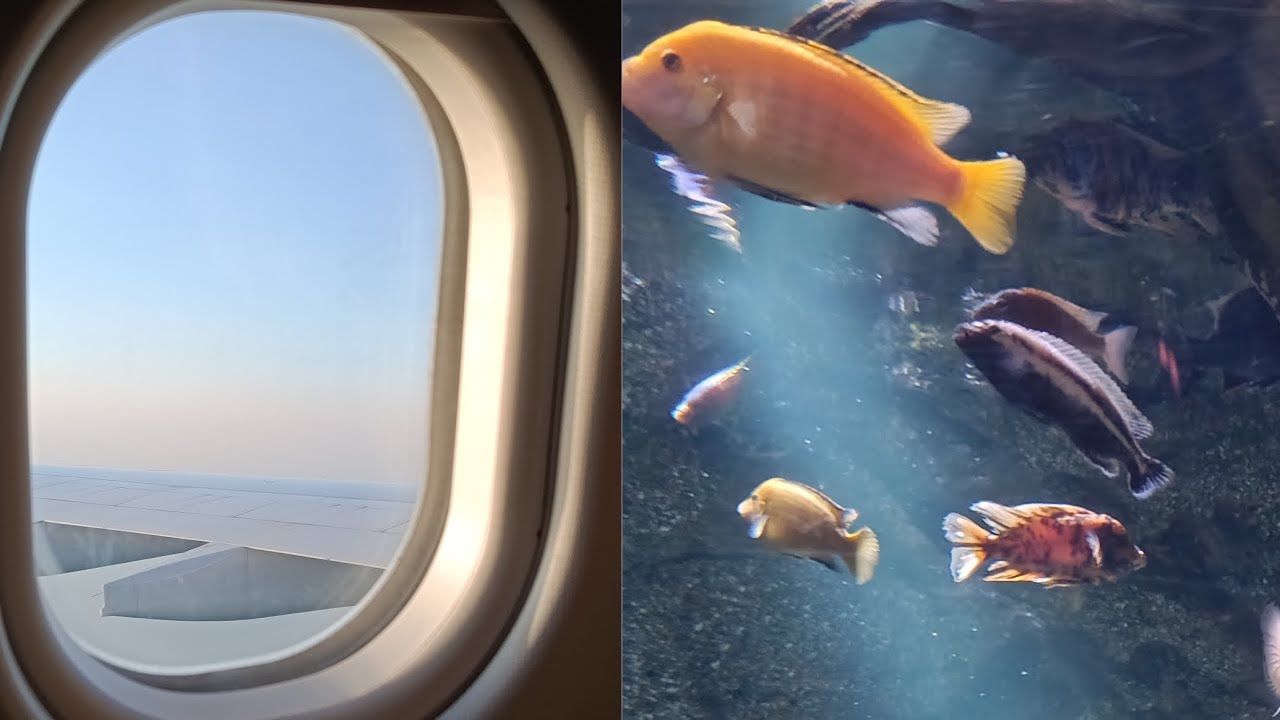 a Trip To Thailand #aesthetic #lifestyle |Arshia's Life