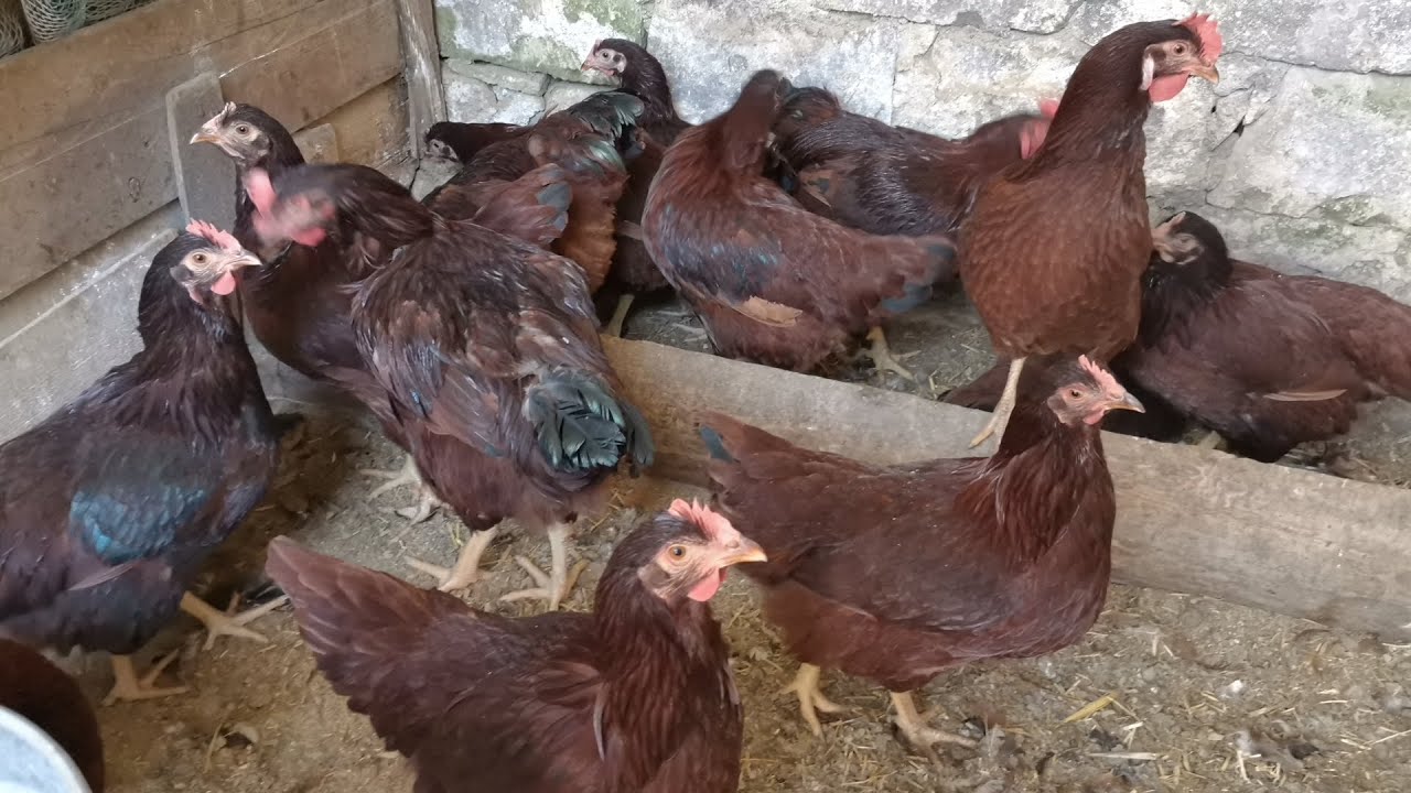 Rhode ısland Red/ Maksimum yumurta verimi /Soğuklarda bana mısın demez
