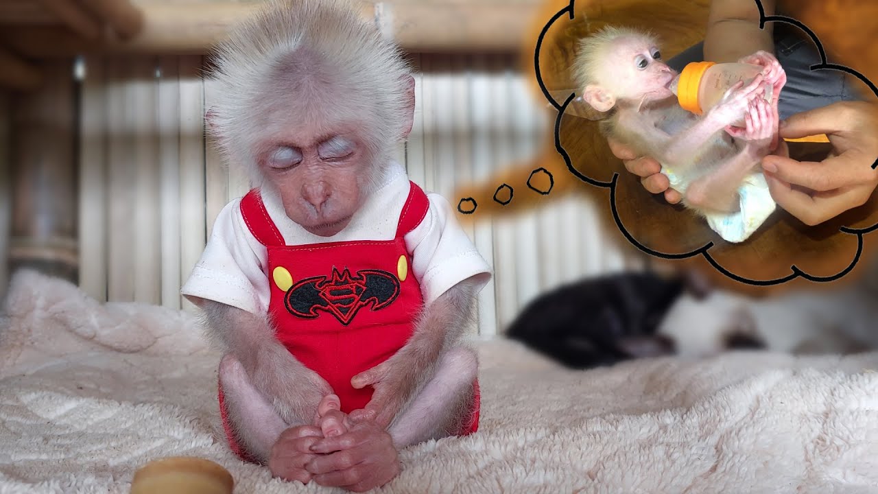 Monkey Bon has become more intelligent, obedient and mature