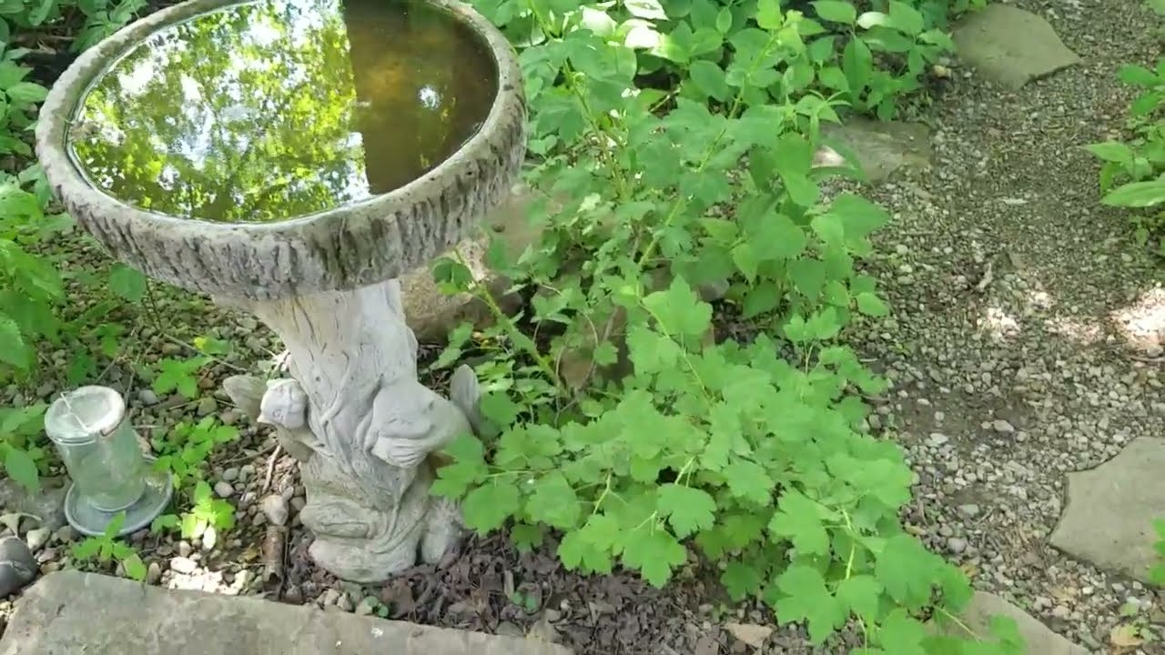 Shade Garden, Native Plant Tour 2023