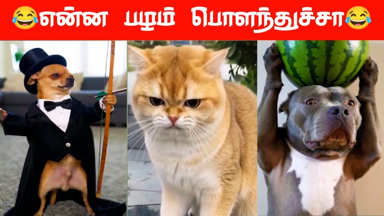 🐕😂😝 கால் தடுக்கி விழுந்துச்சி மேடம்...😋😂🐕#viral #trending #comedy #funnyanimalvideos #funnyanimal