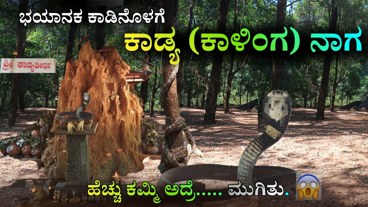 ಕಾಳಿಂಗ ಸರ್ಪದ ಹುತ್ತಕ್ಕೆ ಪ್ರತಿ ಸಂಕ್ರಾಂತಿ ದಿನ ಪೂಜೆ || ಹೆಚ್ಚು ಕಮ್ಮಿ ಅದ್ರೆ ಕಾಳಿಂಗ ಬರುತ್ತೆ...