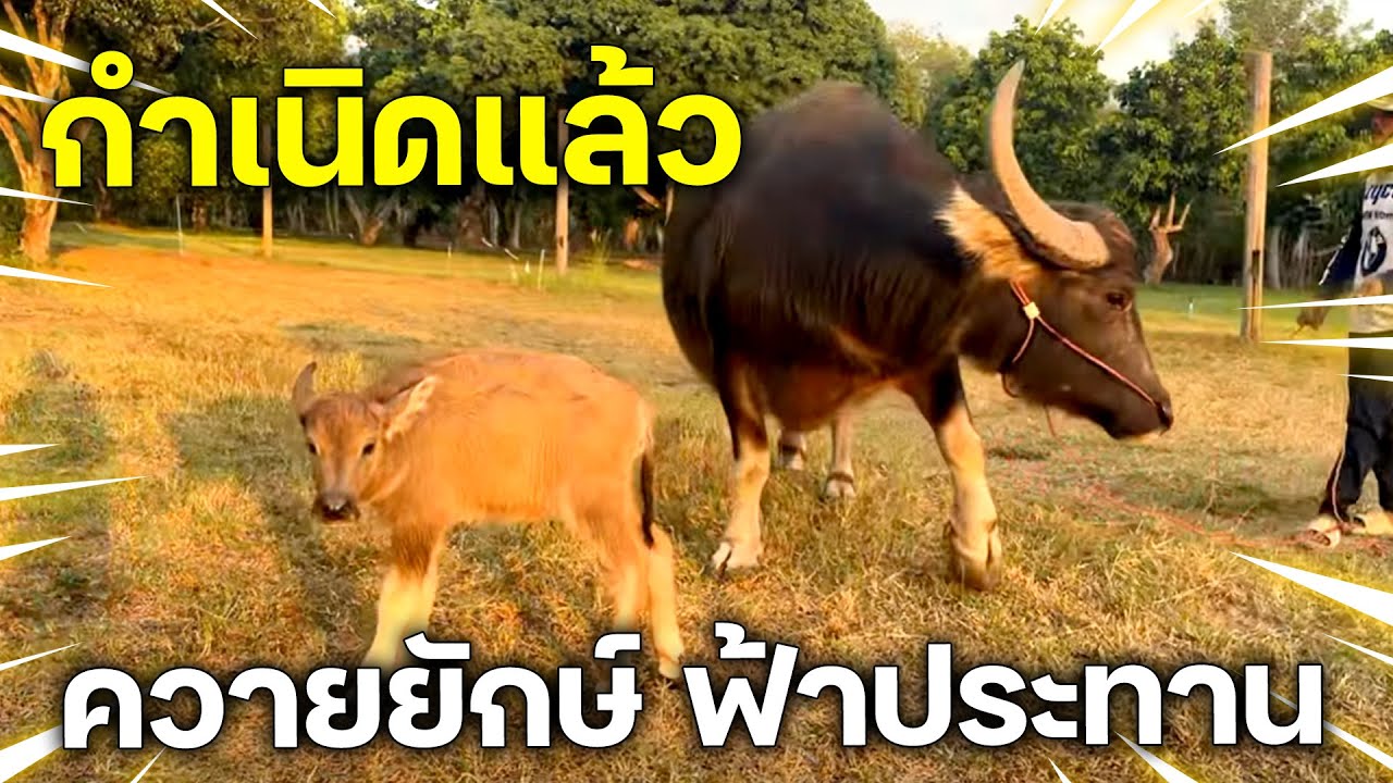 ♥️ ควายยักษ์ ฟ้าประทาน ♥️ 35 ชม. หลังจากลืมตาดูโลก