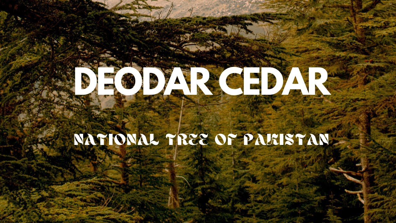 Deodar Cedar: Guardians of the Himalayas 🌲 | Medicine, Ecology, and More!