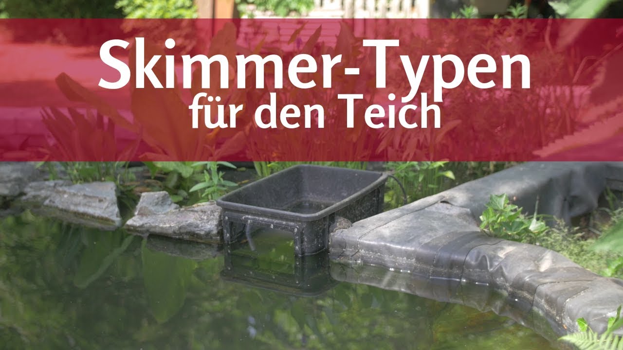 Skimmer für den Teich: Diese Arten gibt es