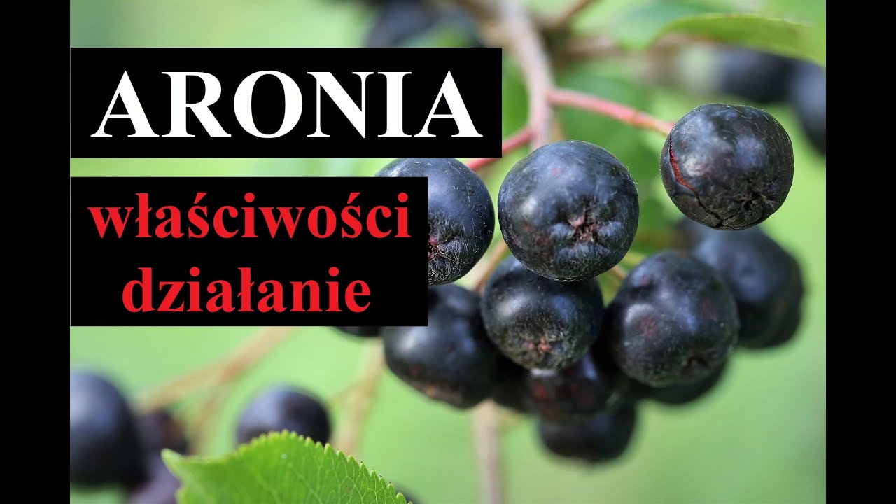 ARONIA - właściwości i działanie aronii