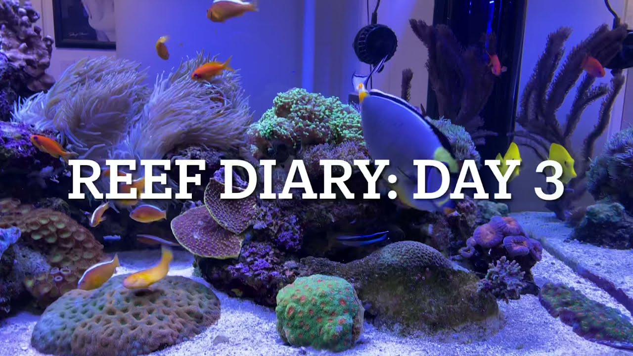 Reef Diary: Day 3