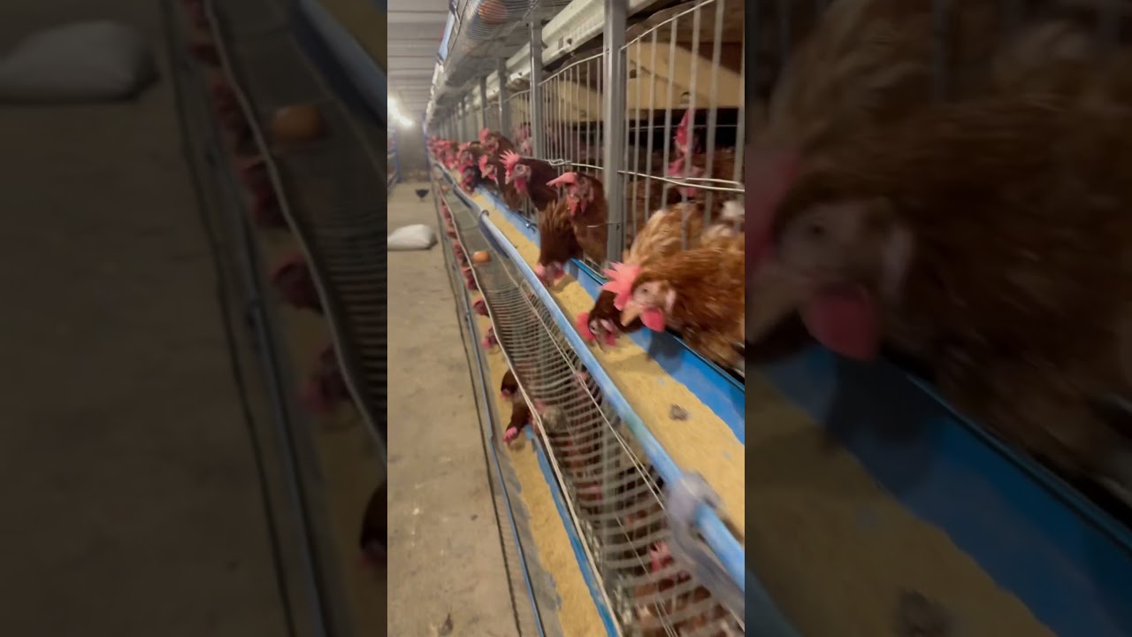 Lohmann Brown - World Best Brown Egg Laying Breed