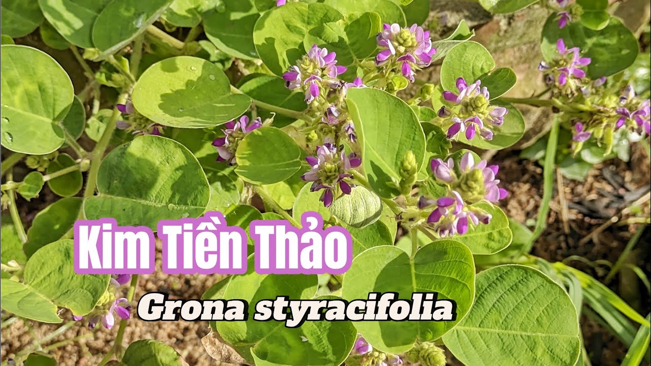 Kim Tiền Thảo (Grona styracifolia): 
