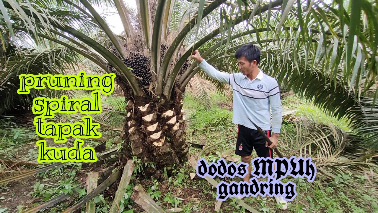 Saking tajam dodosnya,sampai mau nyungsep
