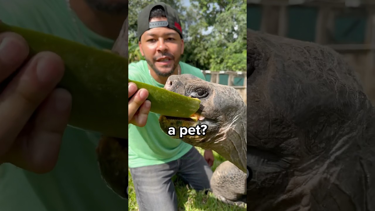 Should You Get a Tortoise as a Pet? 😳
