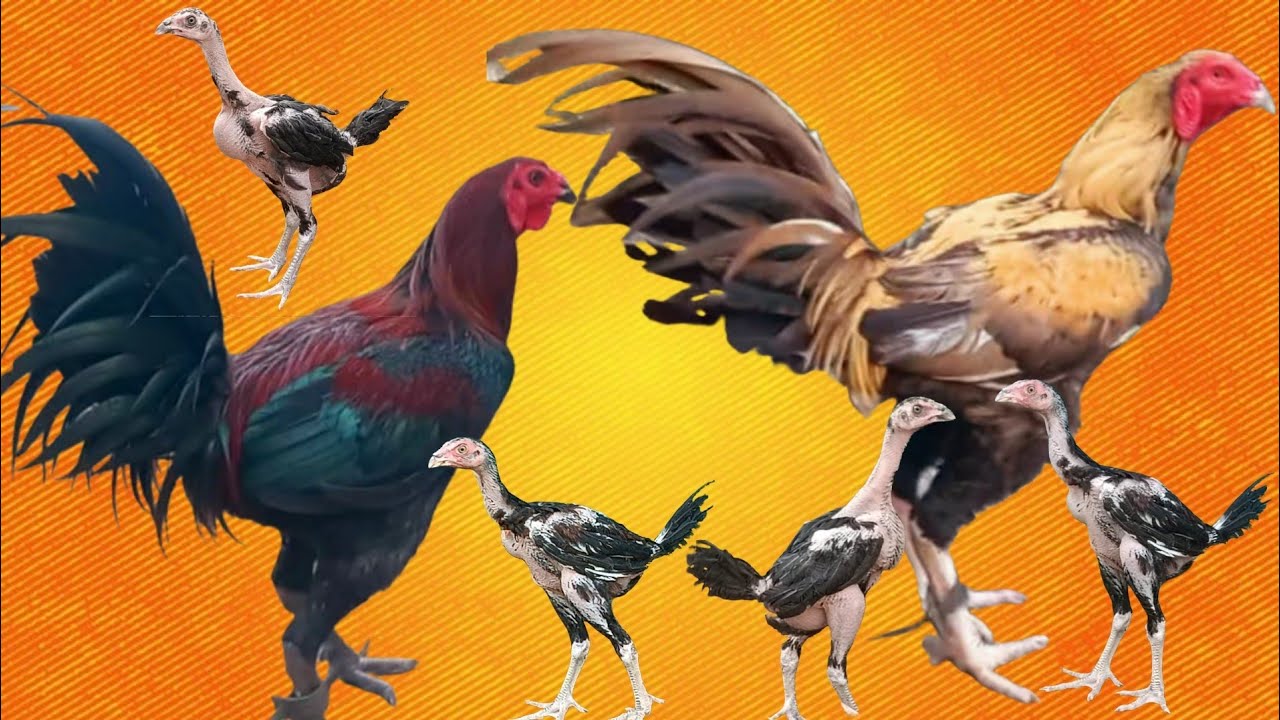 #KVR BREEDES#thanks to all 🙏#bhimavaram chicks#peru cross chicks#patta punju#birds#chicken#viral 