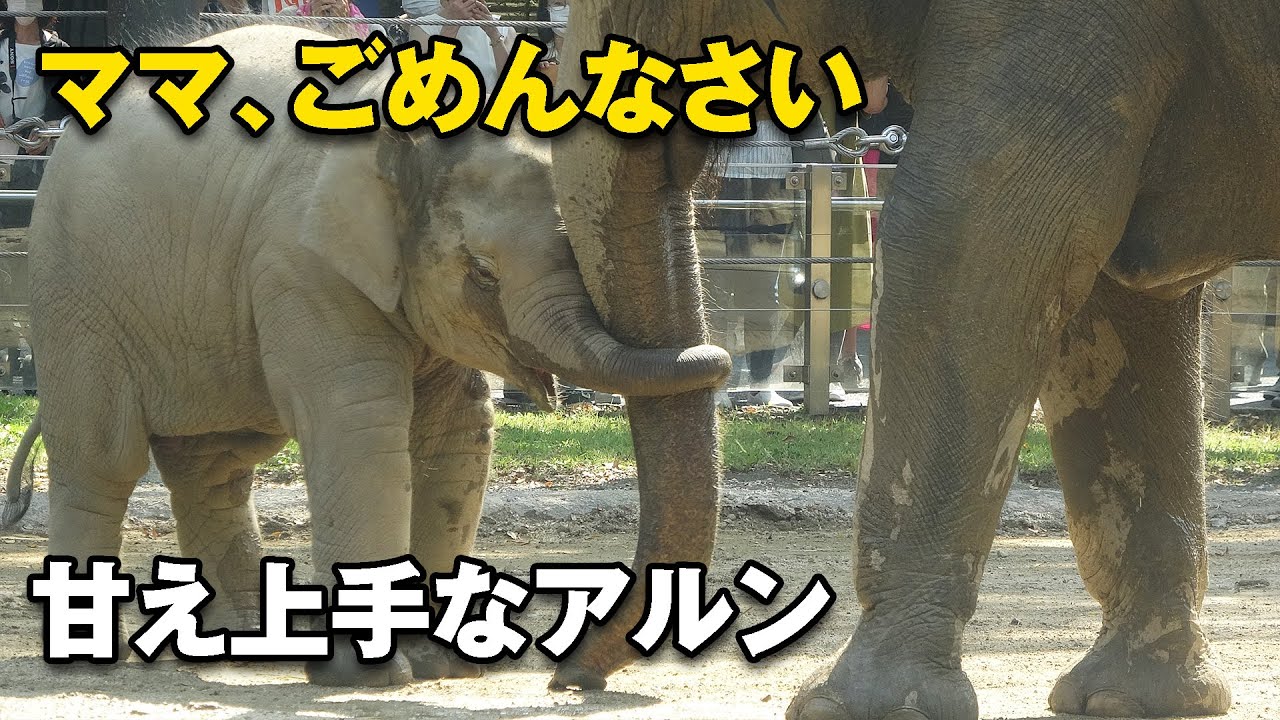 親子愛♡きつく怒られても甘える仔象アルンにママもメロメロ（上野動物園 2021/10/5）