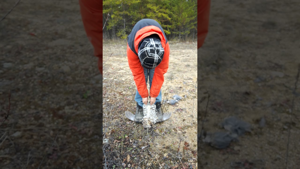 How to field dress a grouse.