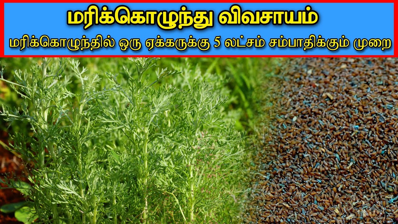 🔸மரிக்கொழுந்தில் ஒரு ஏக்கருக்கு 5 லட்சம் சம்பாதிக்கும் முறை🔸சிறப்பான முறையில் மரிக்கொழுந்து விவசாயம்