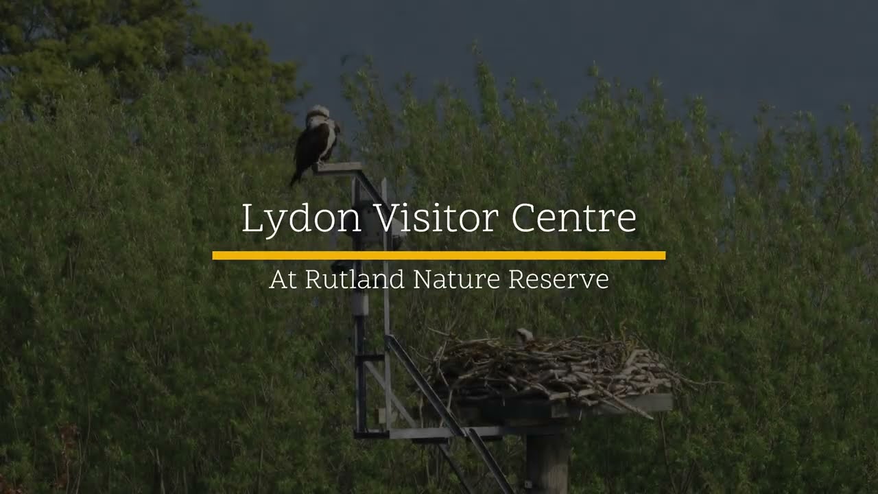 Osprey at Lydon Nature Reserve At Rutland April 2025