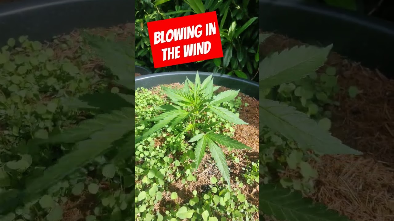 #cannabiscommunity #cannabisculture #ouid #weedporn #weedstagram #cannabiscures #cannabissociety
