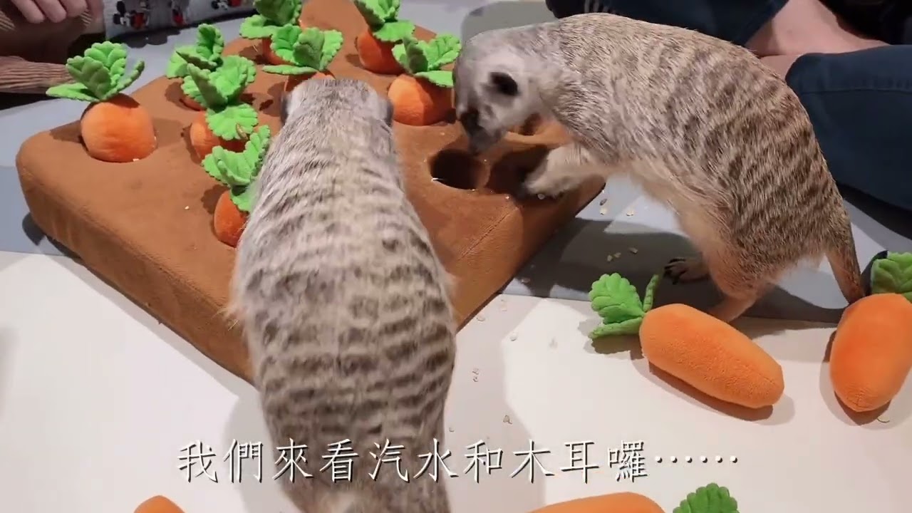 台北市東門捷運站附近的肉球森林，老闆細心照顧大嘴鳥貓咪和狐獴们，反對動物餐廳的正義魔人，請繞道￼￼￼