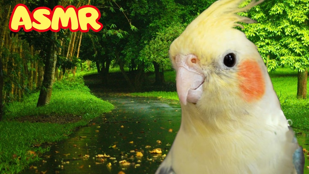 20 minutes of Beautiful Birds (No Music) 4K Nature Relaxation | Cockatiel Singing