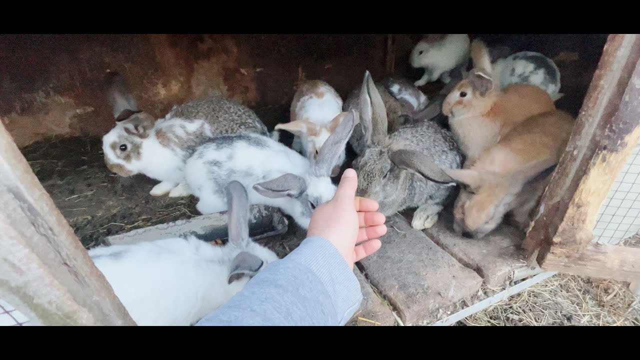 Custile vechi pentru iepurasi si hibrizii pe care ii mai avem!