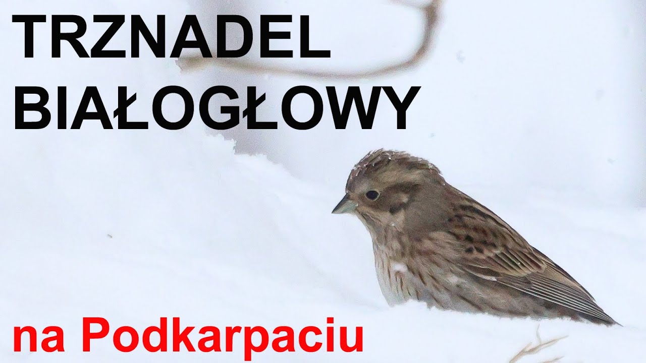 TRZNADEL BIAŁOGŁOWY na Podkarpaciu
