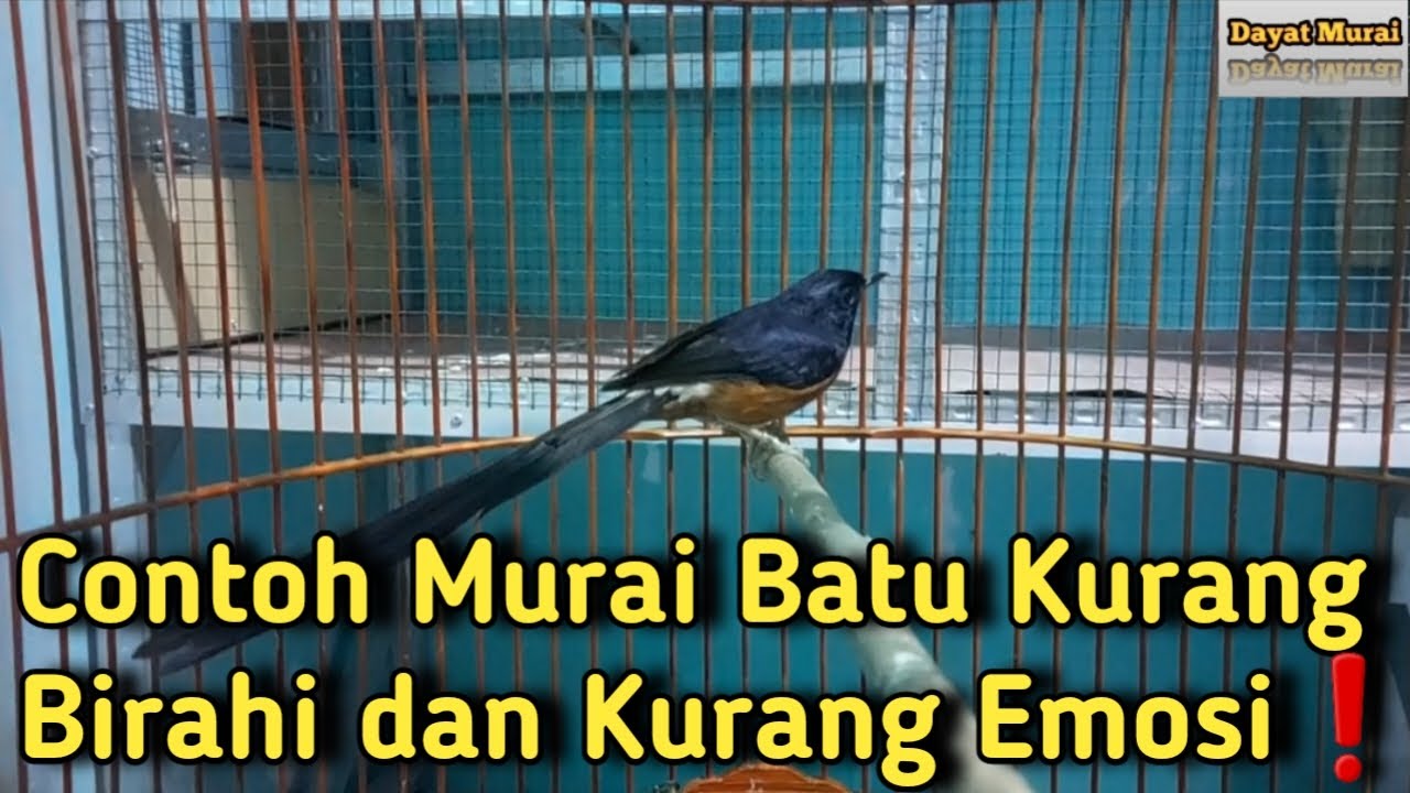 Contoh Murai Batu Kurang Birahi dan Kurang Emosi ❗️