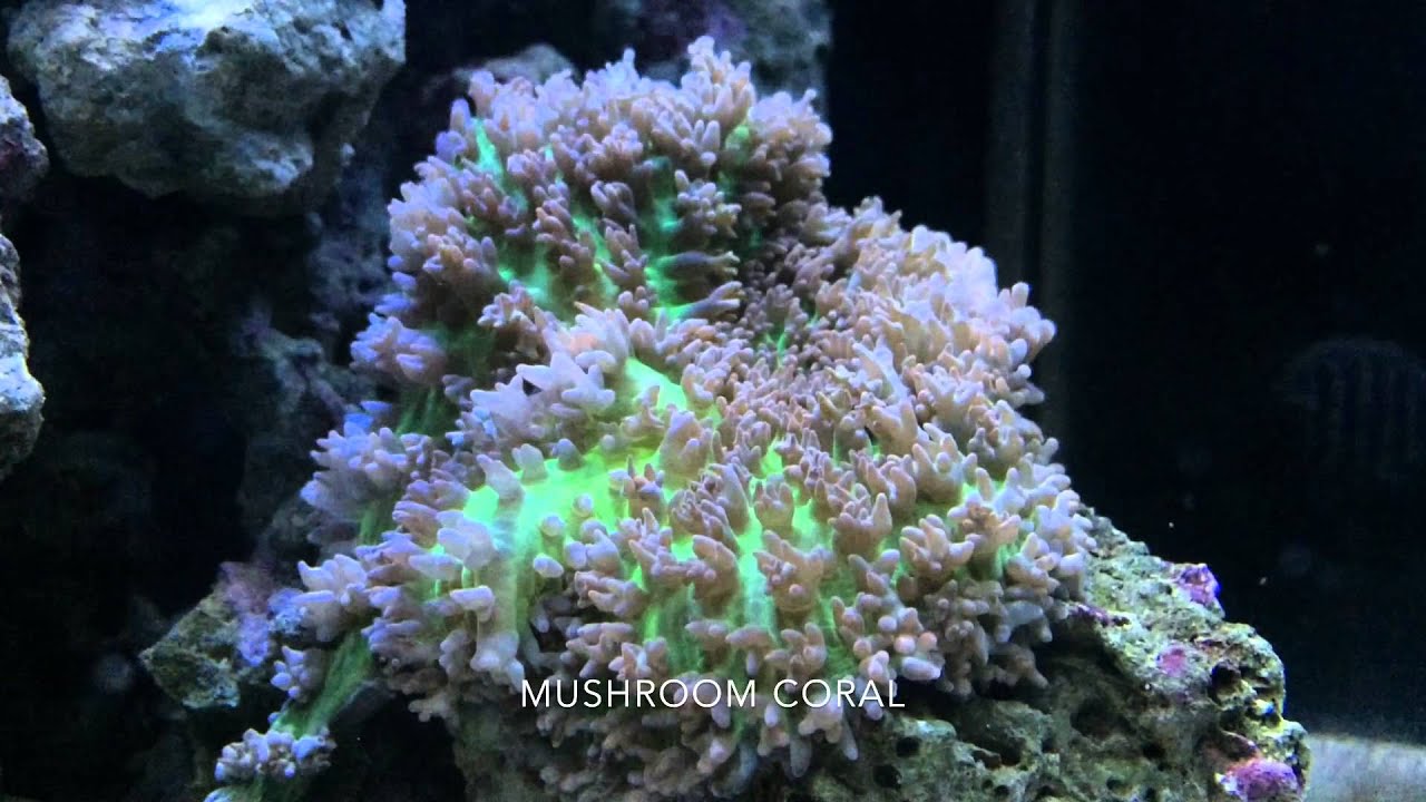 7 GALLON NANO REEF AQUARIUM