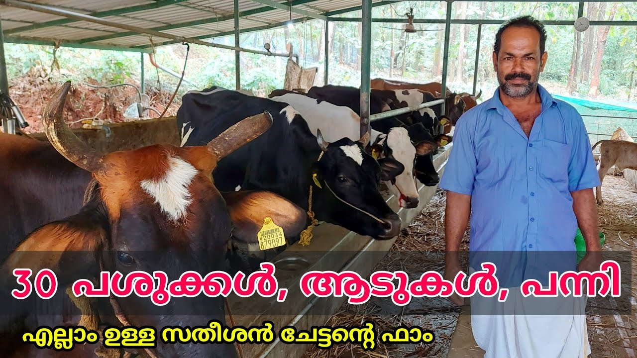 30 പശുക്കളുമായി സതീശൻ ചേട്ടന്റെ ഡയറി ഫാം | Dairy farming