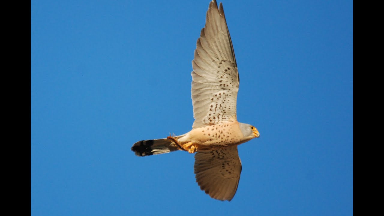 Birding in Extremadura