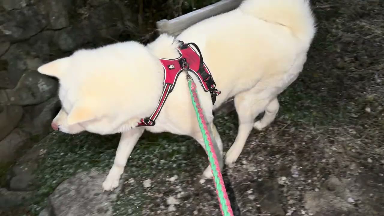 【今日のシロちゃん】我が家の秋田犬シロ(悠真)Akita 🐕２０２６年３月１４日朝散歩