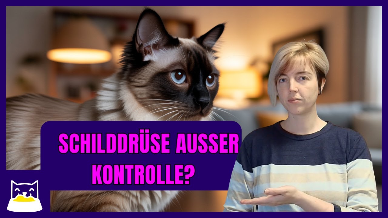 Katze hat Schilddrüsenüberfunktion? Das musst du wissen!