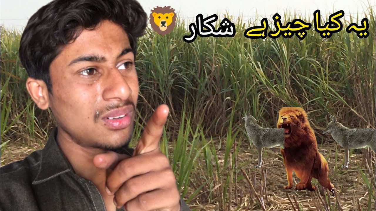 Yah kya chij hai 🥺🦁 mere Dil ko kuchh ho gaya tha 🥺اب میں کیا کرو 🙏🙏 Allah ne bacha liya 