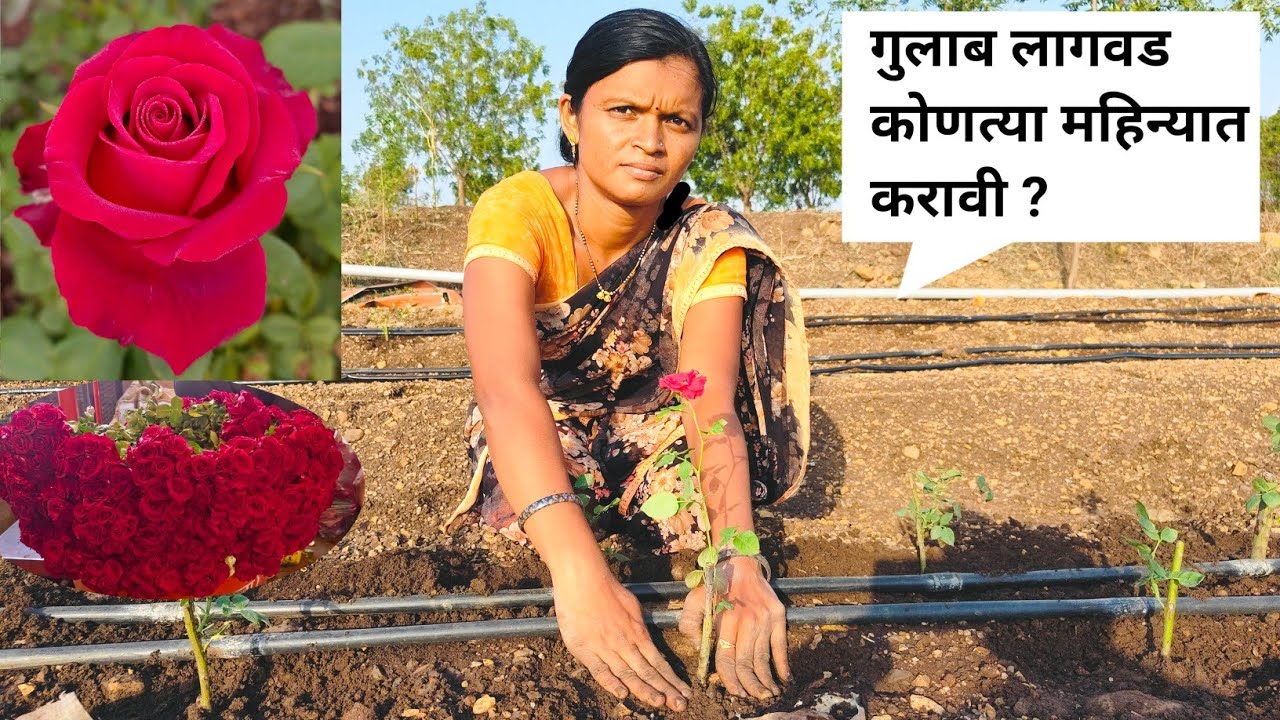 गुलाब लागवड संपूर्ण माहिती /Rose farming/ Bordex gulab /