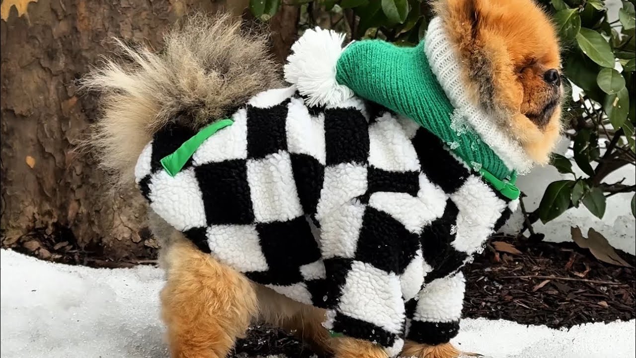 Winter Walk Prep: me vs my dog #asmr #dayoflife