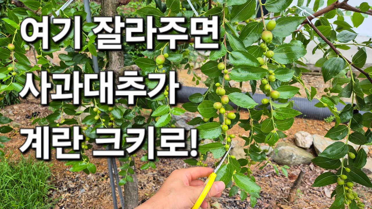 사과대추나무 '여기' 잘라주면 계란만한 사과대추가 열려요~ 사과대추 굵게 만드는 방법 꿀팁.