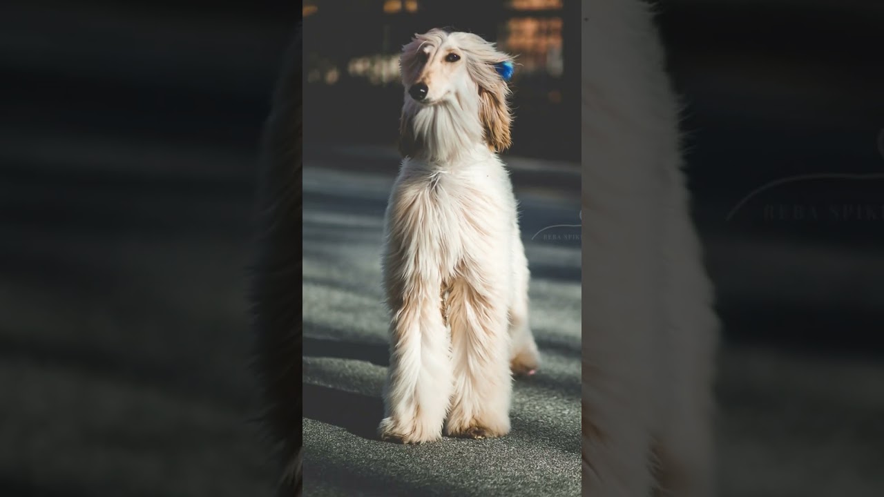 Galgo Afeg&atilde;o Filhote e Adulto #shorts #c&atilde;es