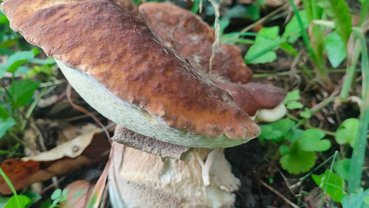 Große Pilz-Vielfalt Anfang Juli / Steinpilze, Hexen und Co