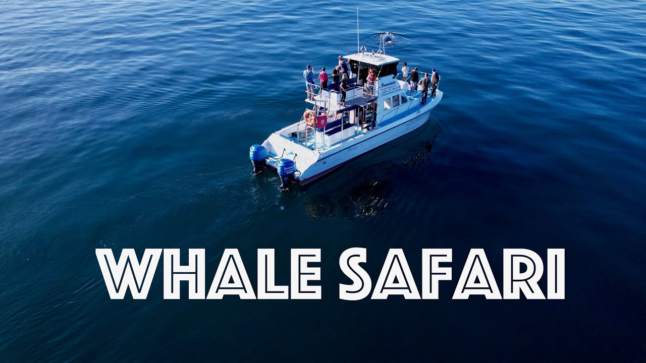 Bryde's Whale in South Africa - Gansbaai