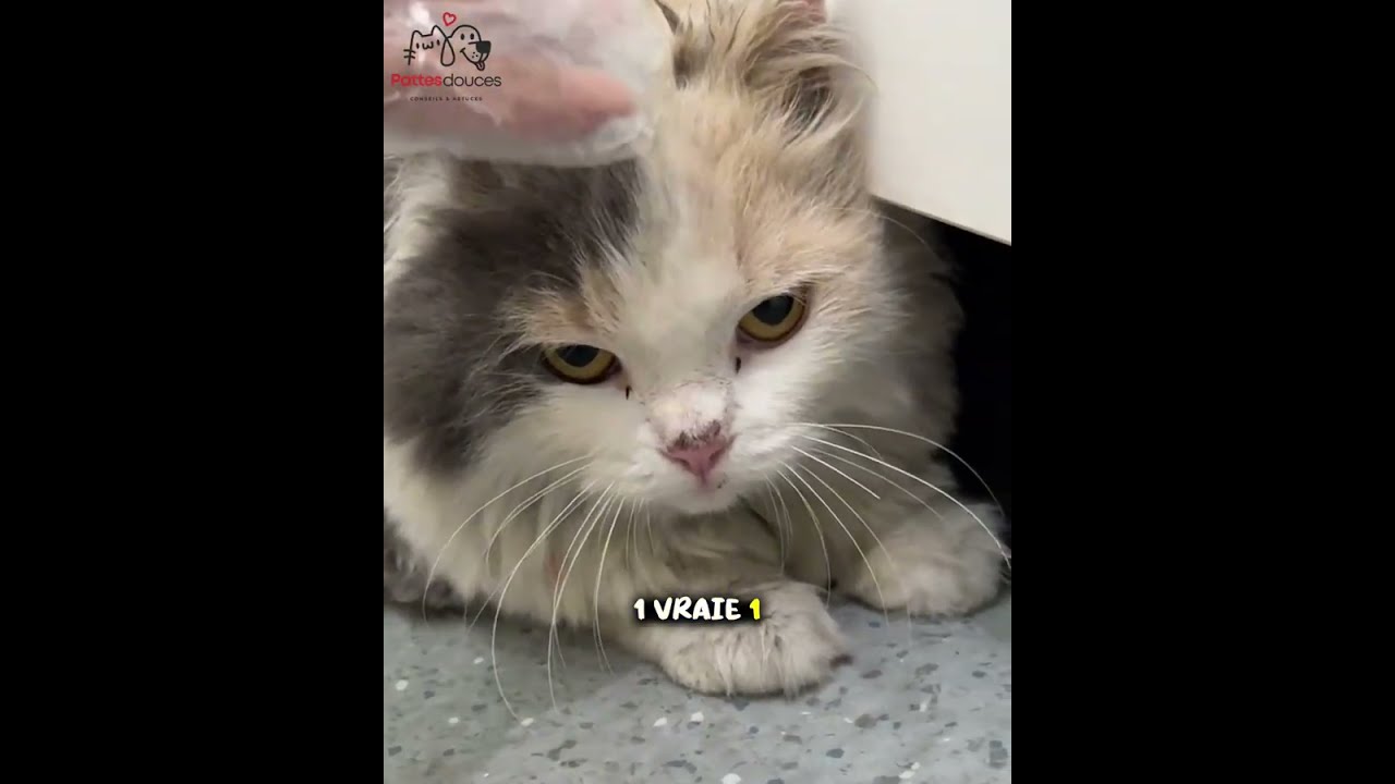 Je la voyais chaque jour… jusqu’au moment où j’ai décidé de sauver cette chatte 🐾