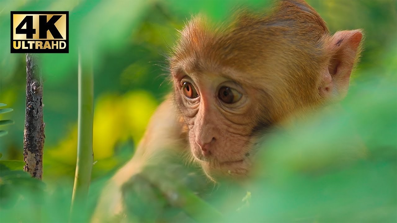 4K Ultra HD Video || Rhesus macaque macaca mulatta is one of the best