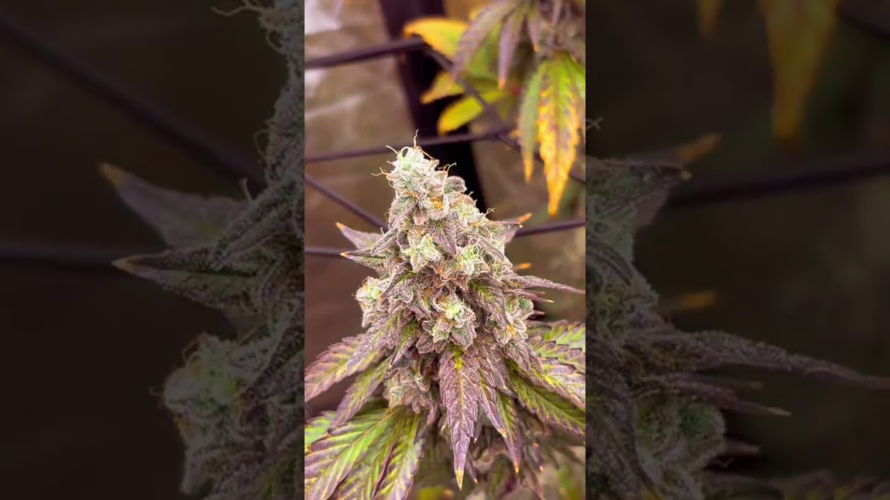 Perfection #growth #lifeisbutadream #hemp #thca
