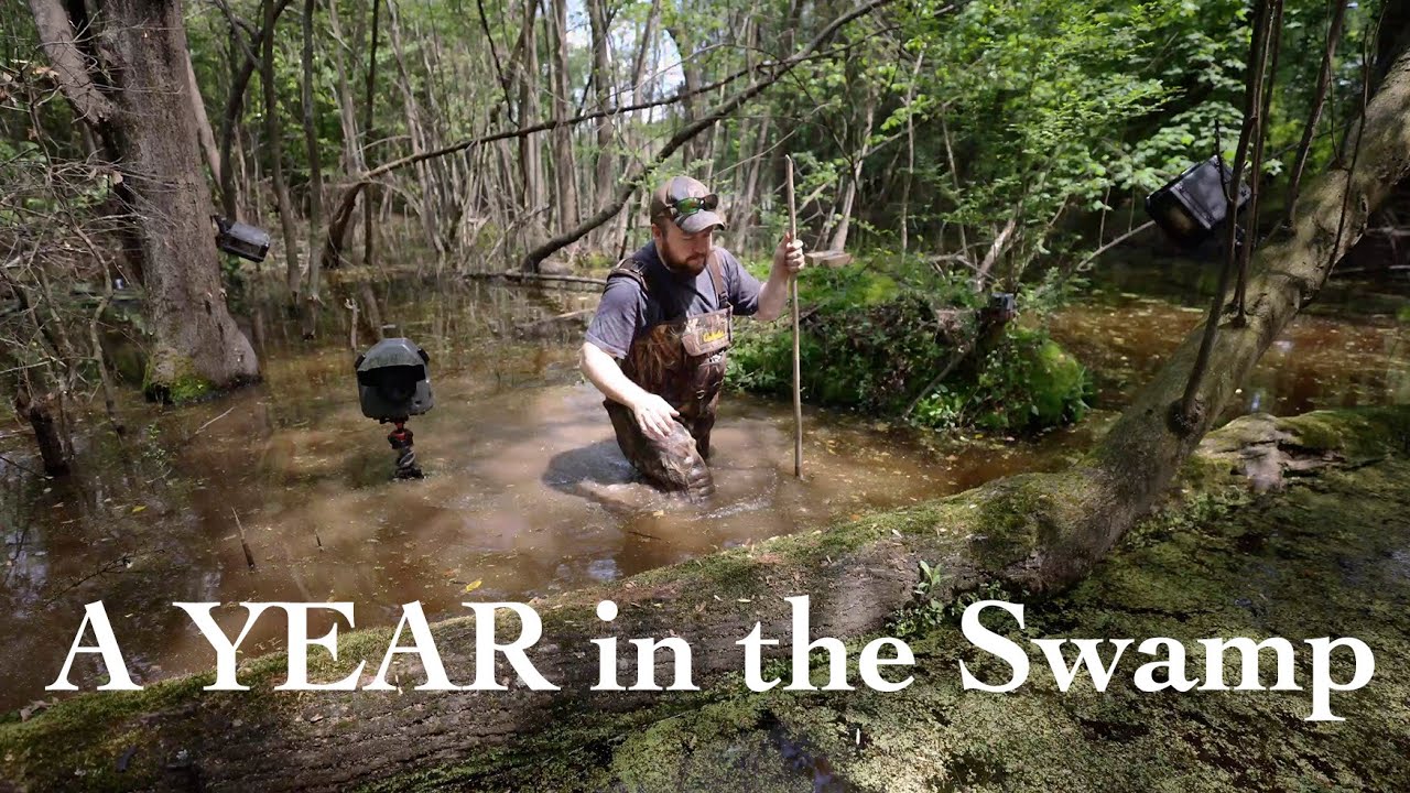 A Year in the Swamp - Looking Back at 2021