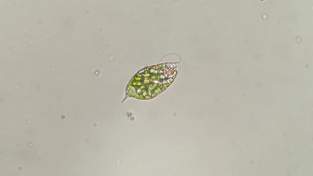 Euglena viridis
